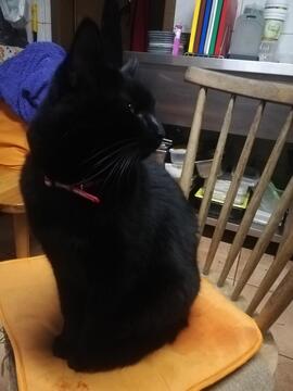 Iščemo lastnike psa in mačka